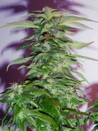 Big Bud