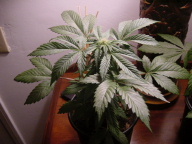 Weed
