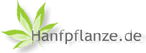 Hanfpflanze